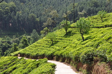 tea plantation sri lanka