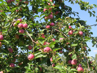 Apple. Garden.  (The Vast Russia! Sergey, Bryansk.)