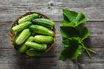 Fresh cucumber in the basket on wooden background. Harvest of cucumbers - garden produce. Organic vegetables on table.