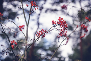 Red bright rowan berries on the branches of a tree, beautiful autumn natural background