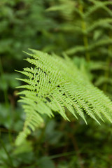 Nature fern background, green leaf.