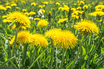 Dandelion flowers in grass, spring background