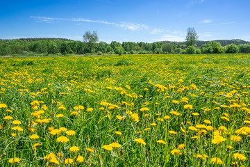 Dandelion flowers on meadow, spring landscape