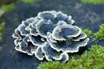 Growing autumn nature non edible mushroom on tree.