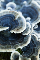 Growing autumn nature non edible mushroom on tree.