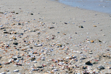 Sandy beach with shells