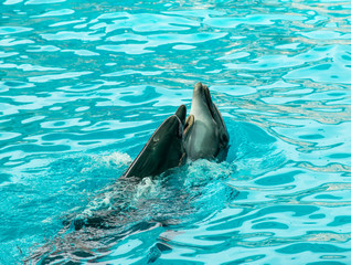 dolphin in the water