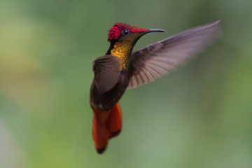 Hummingbird(Trochilidae)Flying gems ecuador