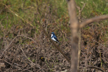 Ultramarine flycatcher, Ficedula superciliaris, Sattal, Uttarakhand, India
