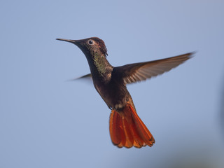 Hummingbird(Trochilidae)Flying gems ecuador