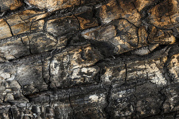 burnt wood texture