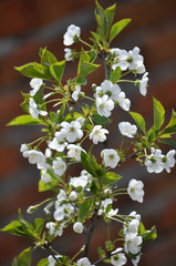 Branch of cherry blossom