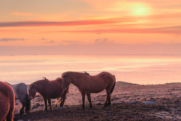 Fototapeta na wymiar Group of Icelandic horse during sunset ocean in background Iceland.