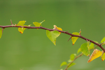 Green leaf