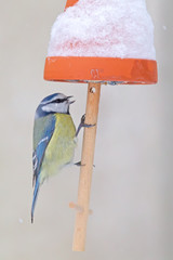 Blaumeise (Cyanistes caeruleus) sitzt im Winter an der selbstgemachten Futterglocke im Garten.