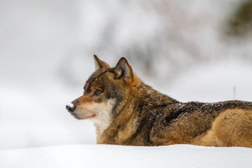 Naklejka premium Wolf (Canis lupus) im Winter im Tier-Freigelände im Nationalpark Bayrischer Wald, Deutschland.