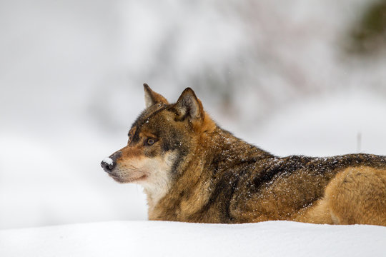 Fototapeta Wolf (Canis lupus) im Winter im Tier-Freigelände im Nationalpark Bayrischer Wald, Deutschland.