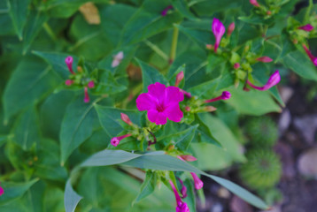 fiori Bella di notte