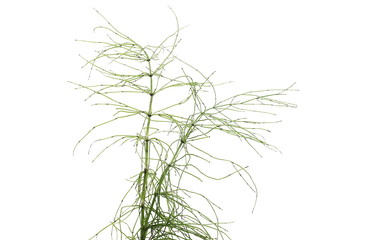 Horsetail (Equisetum arvense), fern, isolated on white background with clipping path