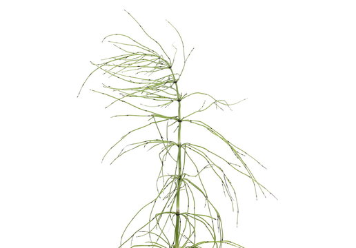 Horsetail (Equisetum arvense), fern, isolated on white background with clipping path
