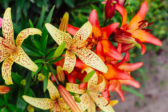 Beautiful colorful tiger lilies in the garden.