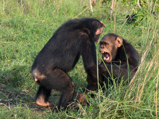 Chimpanzee consists of two extant species: the common chimpanzee and the bonobo. Together with...