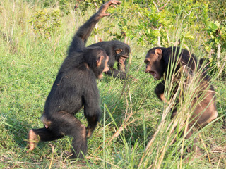 Chimpanzee consists of two extant species: the common chimpanzee and the bonobo. Together with humans, gorillas and orangutans they are part of the family Hominidae (the great apes). (Pan troglodytes)