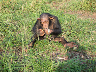 Chimpanzee consists of two extant species: the common chimpanzee and the bonobo. Together with...