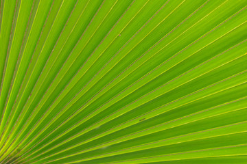 Green leaf