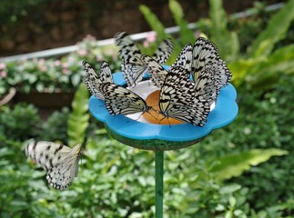 蜜を吸う熱帯の蝶