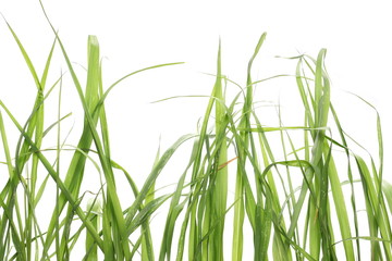 Green grass isolated on white background and texture, clipping path