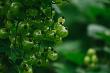 Obraz premium Berries of green currant