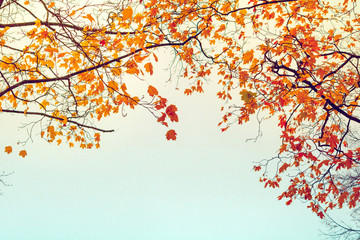 Autumn nature background. Orange maple leaves against blue sky.