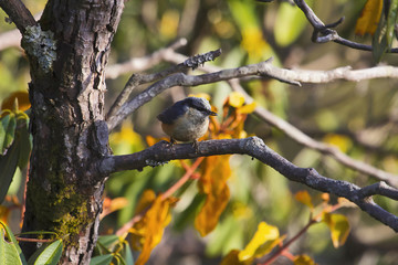 White-tailed nuthatch, Sitta himalayensis, Sattal, Uttarakhand, India