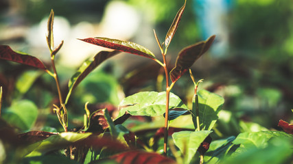 leaves nature vintage style