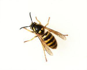 Wespe, Vespula, germanica