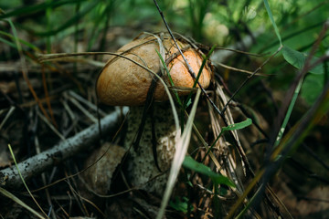 Edible mushrooms in the forest