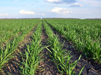 In the spring sowing winter wheat field