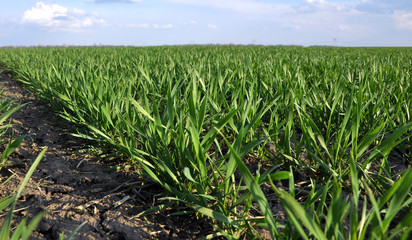 Obraz premium In the spring sowing winter wheat field