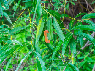 Cimbex luteus larva on willow leaves close-up, macro. Aspen yellow sawfly, orange caterpillar, worm.