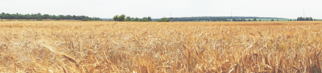 Panorama Fields with ripe bread