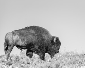Buffalo Grazing