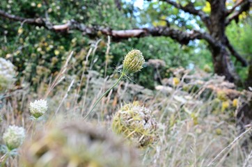 Verblühte Schafgarbe © Nicole