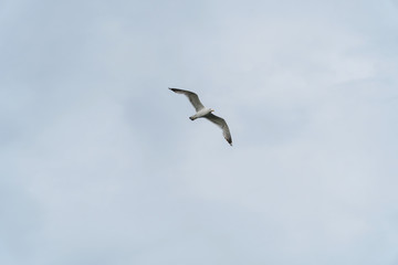 Seagull flying against cloudy sky background