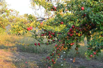 Apfelbäume in Spätsommer