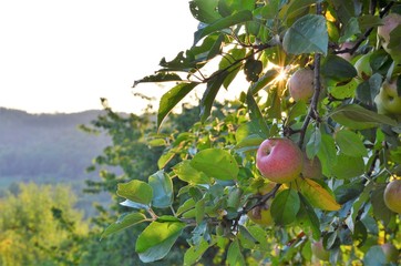 Apfelbäume in Spätsommer