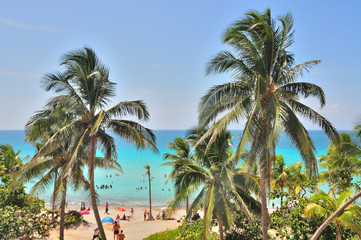 Fototapeta na wymiar beach with tall palm trees of the Atlantic turquoise ocean