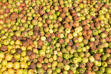background of a lot of apples.