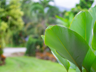 Close-Up Of Leaf green in the garden.