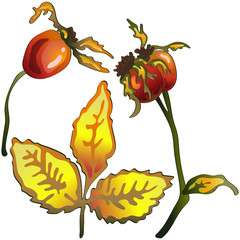 Vector autumn yellow rose hip leaves and plant. Leaf plant botanical garden floral foliage. Isolated illustration element. Vector leaf for background, texture, wrapper pattern, frame or border.